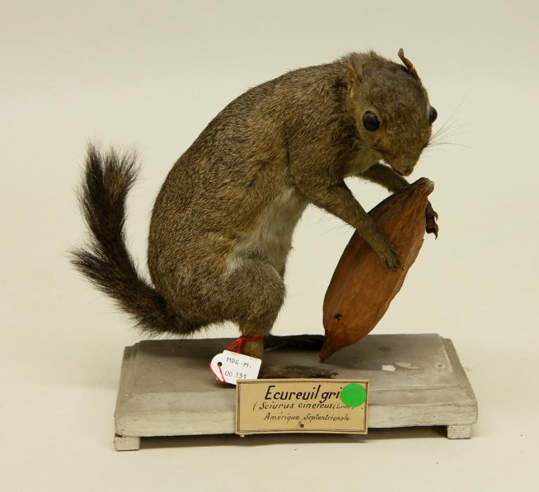 animal naturalisé : mammifère : Ecureuil gris