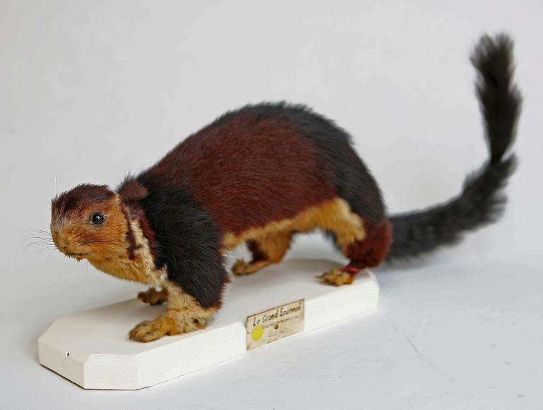 animal naturalisé : mammifère : Ecureuil Géant de l'Inde