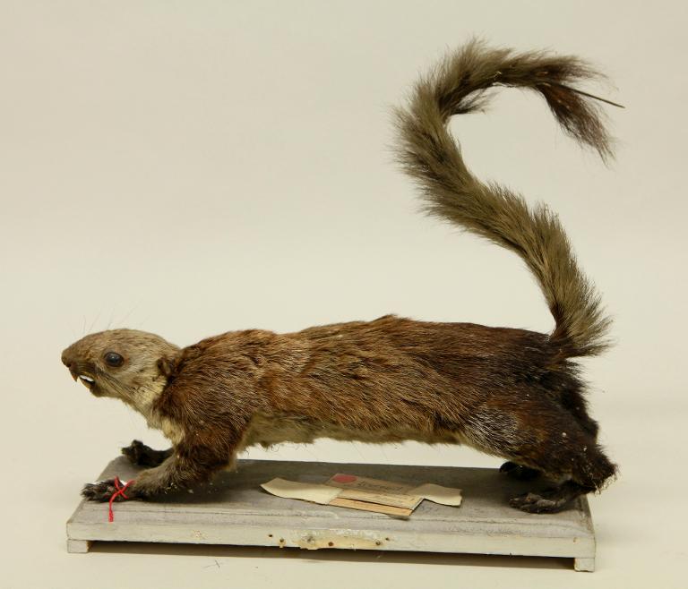 animal naturalisé : mammifère : Ecureuil