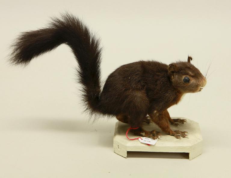 animal naturalisé : mammifère : Ecureuil roux