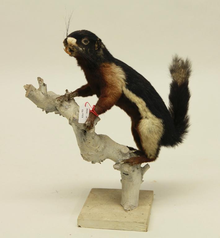 animal naturalisé : mammifère : Ecureuil de Prévost