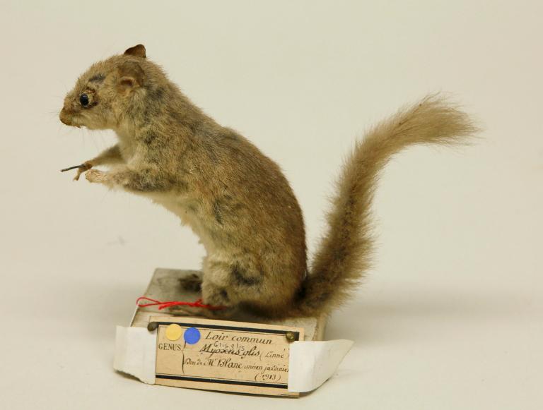 animal naturalisé : mammifère : Loir