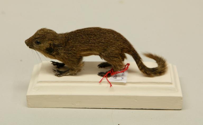 animal naturalisé : mammifère : Ecureuil