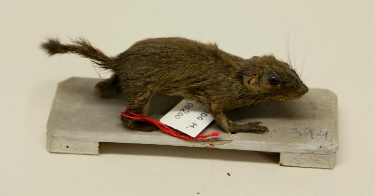 animal naturalisé : mammifère : Ecureuil