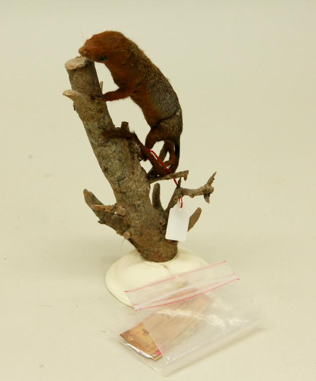 animal naturalisé : mammifère : Ecureuil de brousse