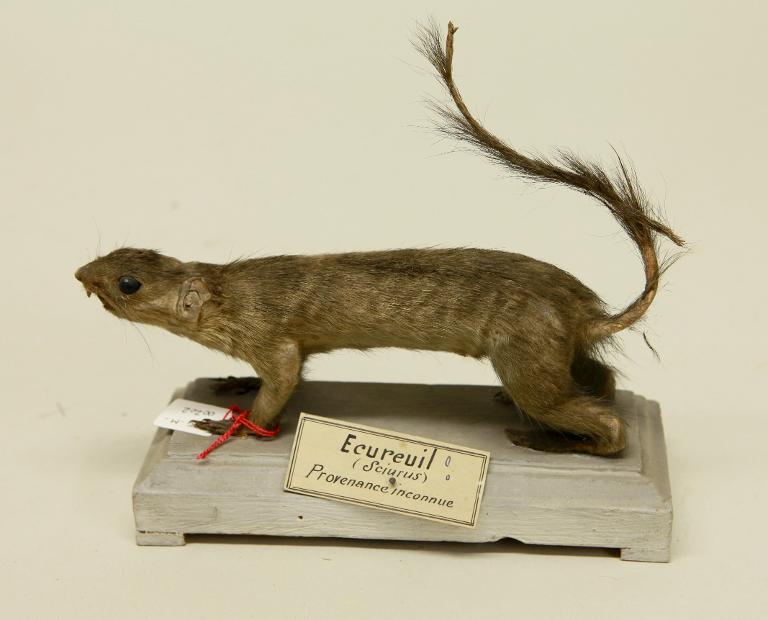 animal naturalisé : mammifère : Ecureuil