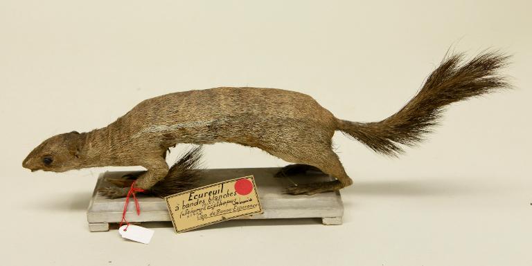 animal naturalisé : mammifère : Ecureuil fouisseur du Cap