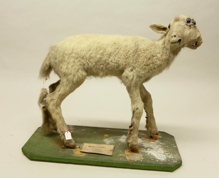 animal naturalisé : mammifère : Agneau (à deux têtes)