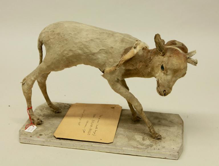 animal naturalisé : mammifère : Veau