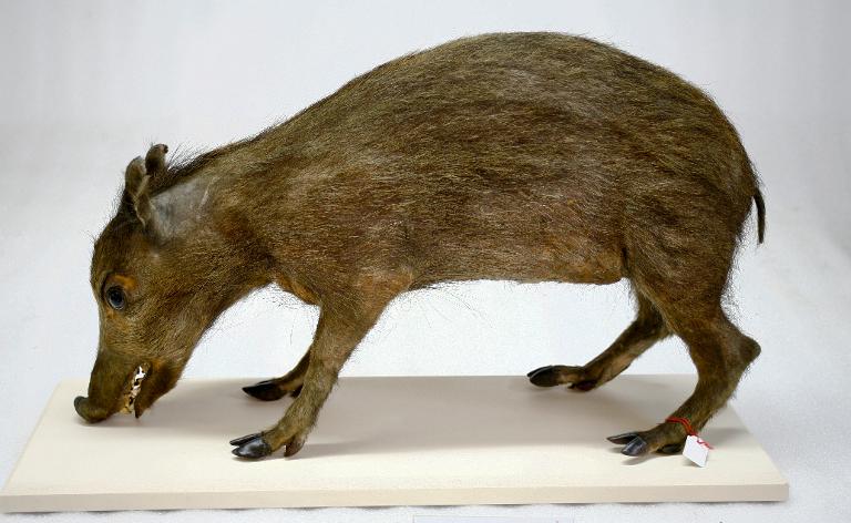 animal naturalisé : mammifère : Sanglier