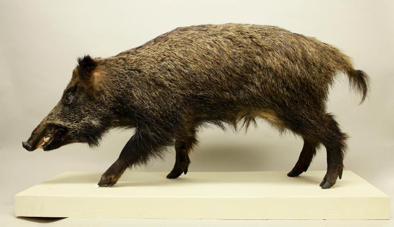 animal naturalisé : mammifère : Sanglier