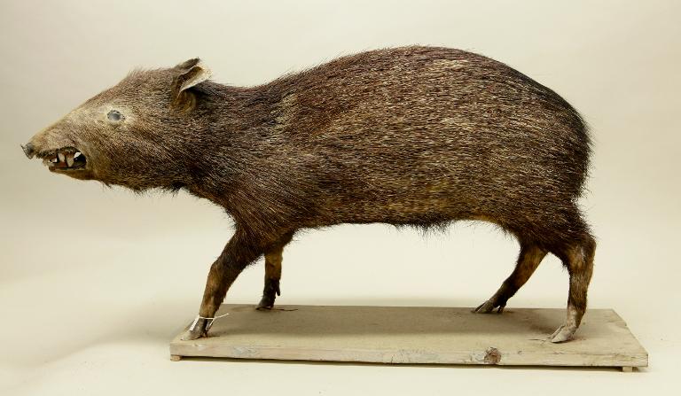 animal naturalisé : mammifère : Pécari à collier