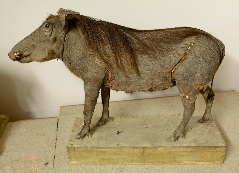 animal naturalisé : mammifère : Phacochère