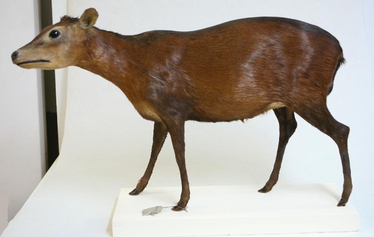 animal naturalisé : mammifère : Céphalophe bai
