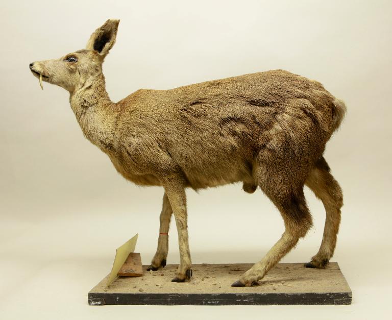 Animal naturalisé : Mammifère : Porte-musc