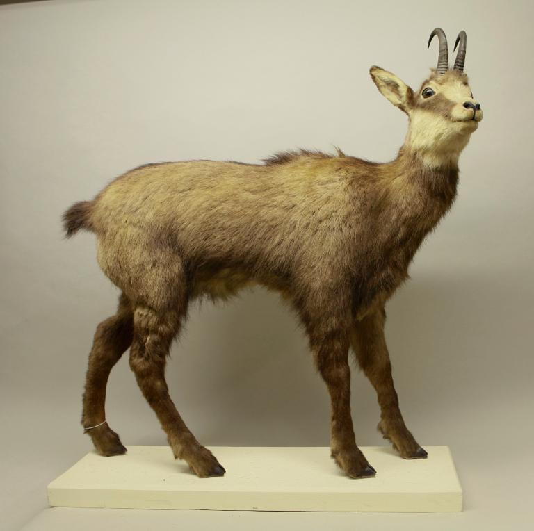 Animal naturalisé : Mammifère : Chamois