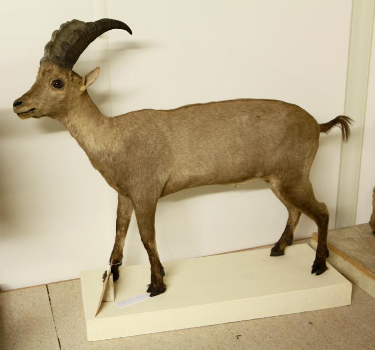 Animal naturalisé : Mammifère : Bouquetin des Alpes