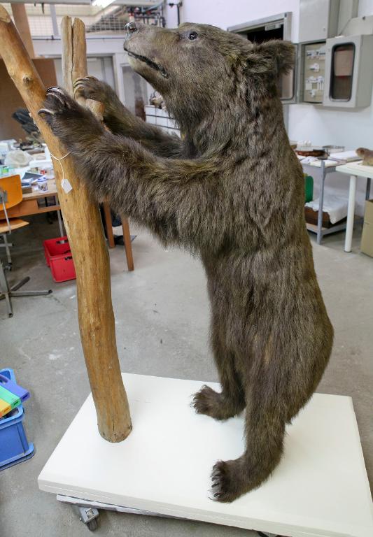 animal naturalisé : mammifère : Ours brun