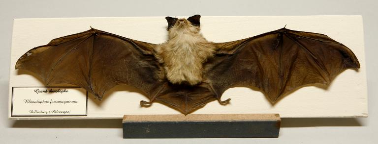 Animal naturalisé : Mammifère : Grand rhinolophe