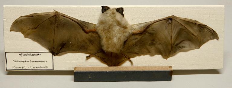 Animal naturalisé : Mammifère : Grand rhinolophe
