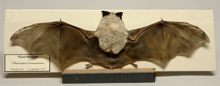 Animal naturalisé : Mammifère : Grand rhinolophe