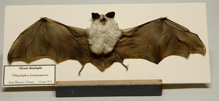 Animal naturalisé : Mammifère : Grand rhinolophe