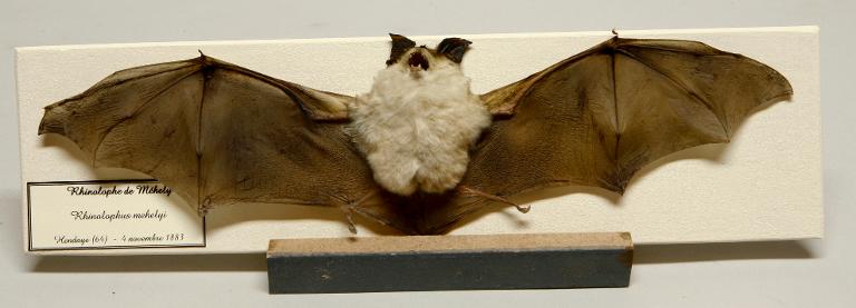 Animal naturalisé : Mammifère : Rhinolophe de Mehely
