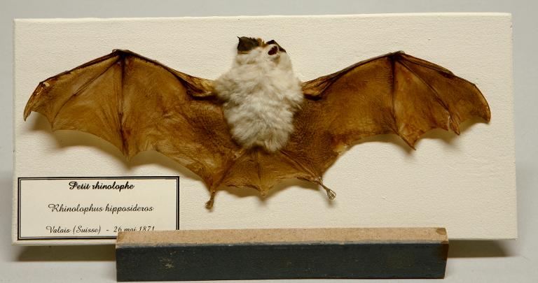 Animal naturalisé : Mammifère : Petit rhinolophe