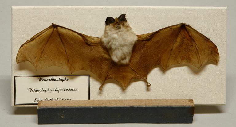 Animal naturalisé : Mammifère : Petit rhinolophe