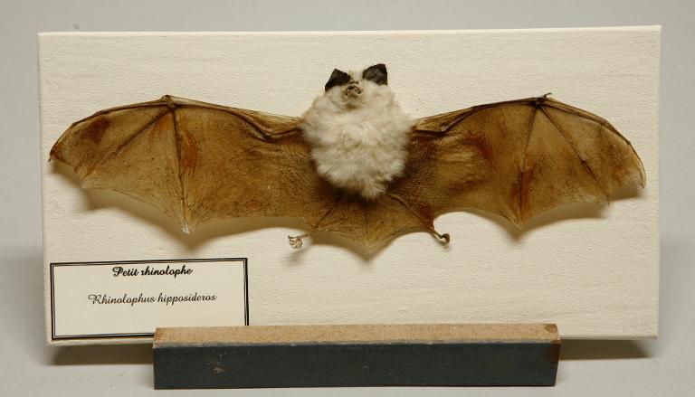 Animal naturalisé : Mammifère : Petit rhinolophe