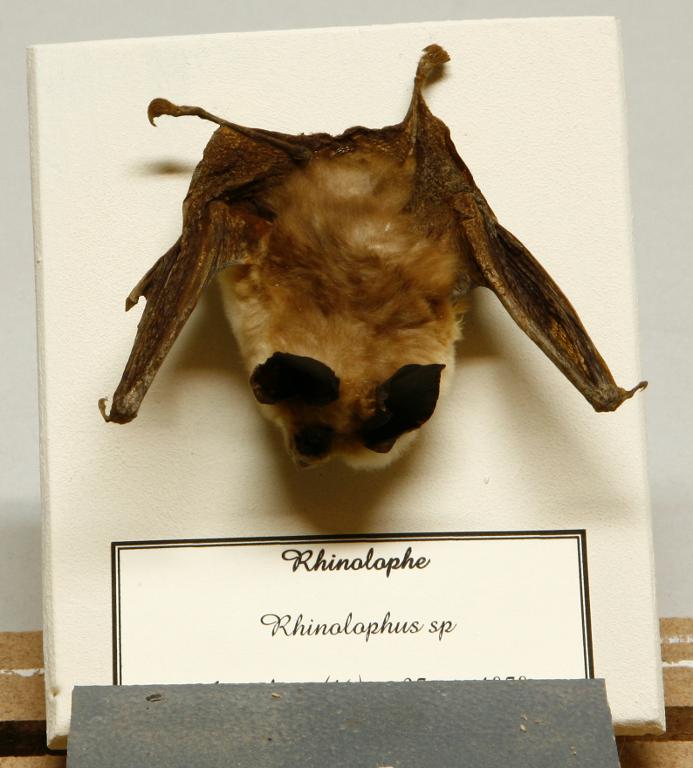 Animal naturalisé : Mammifère : Rhinolophe