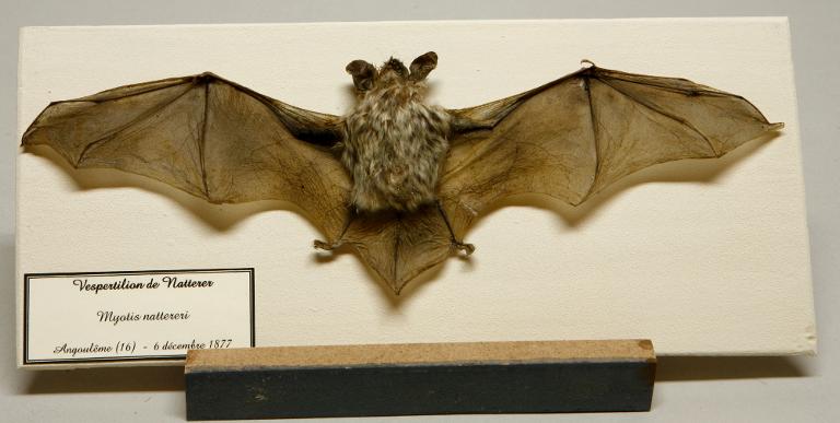 Animal naturalisé : Mammifère : Vespertilion de Natterer