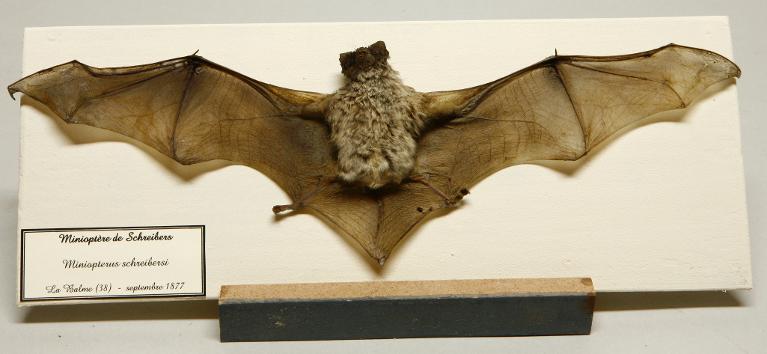 Animal naturalisé : Mammifère : Minioptère de Schreibers