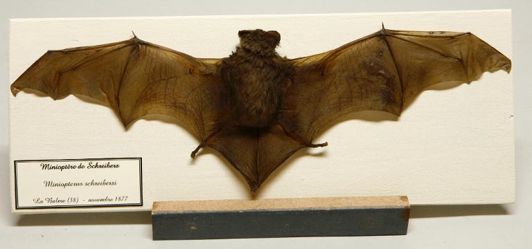 Animal naturalisé : Mammifère : Minioptère de Schreibers
