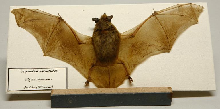 animal naturalisé : mammifère : Vespertilion à moustaches