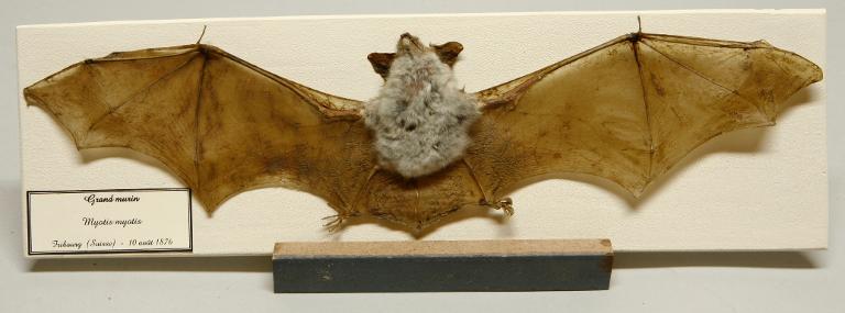 Animal naturalisé : Mammifère : Grand murin