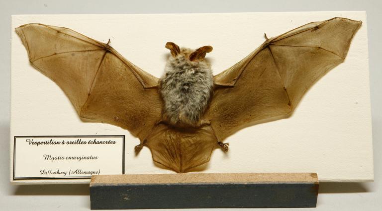 Animal naturalisé : Mammifère : Vespertilion à oreilles échancrées