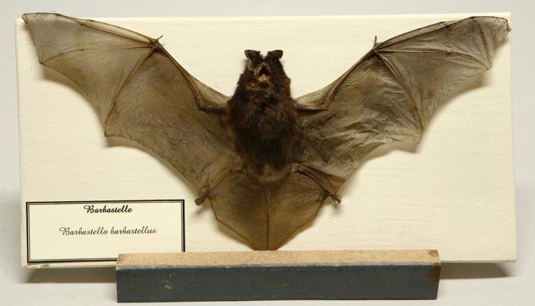 Animal naturalisé : Mammifère : Barbastelle