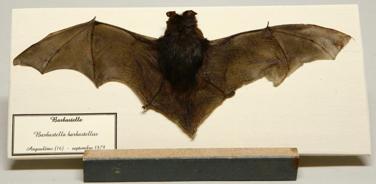 Animal naturalisé : Mammifère : Barbastelle