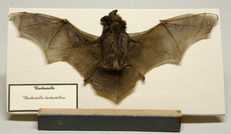 Animal naturalisé : Mammifère : Barbastelle