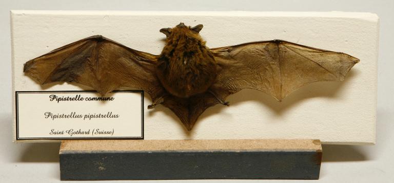 Animal naturalisé : Mammifère : Pipistrelle commune