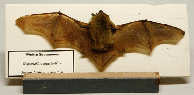 Animal naturalisé : Mammifère : Pipistrelle commune