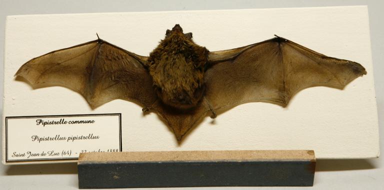 Animal naturalisé : Mammifère : Pipistrelle commune