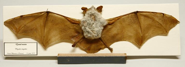 animal naturalisé : mammifère : Grand murin