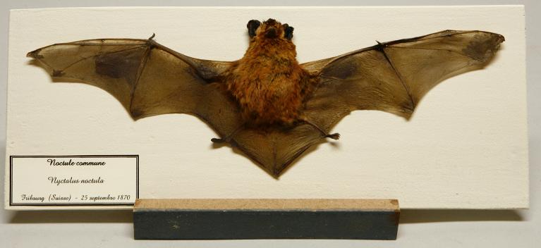 Animal naturalisé : Mammifère : Noctule