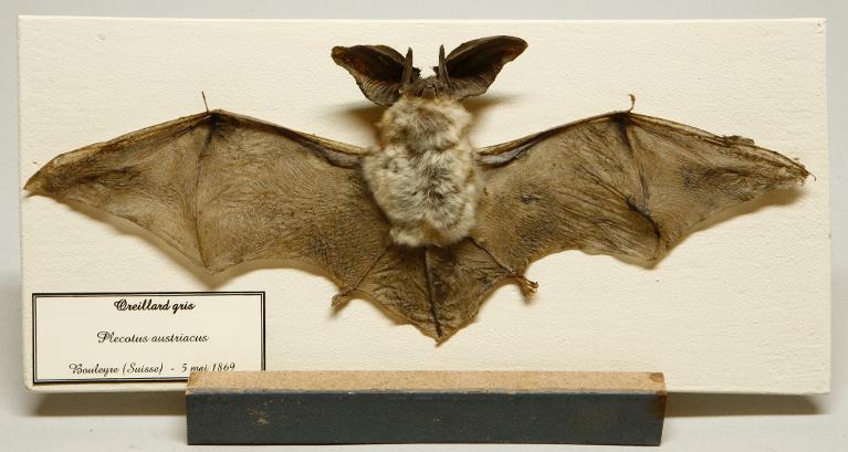 Animal naturalisé : Mammifère : Oreillard gris