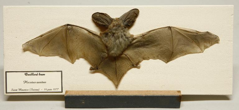 Animal naturalisé : Mammifère : Oreillard brun