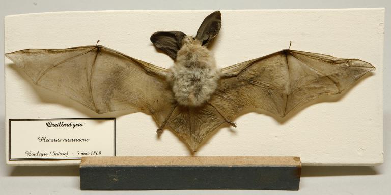 Animal naturalisé : Mammifère : Oreillard brun