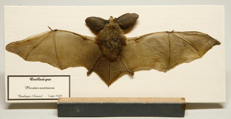 Animal naturalisé : Mammifère : Oreillard gris