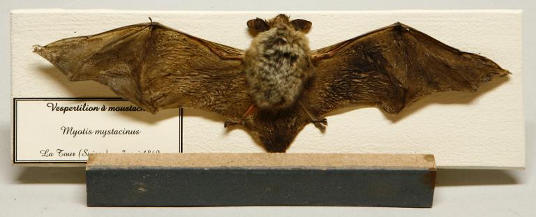 Animal naturalisé : Mammifère : Vespertilion à moustaches